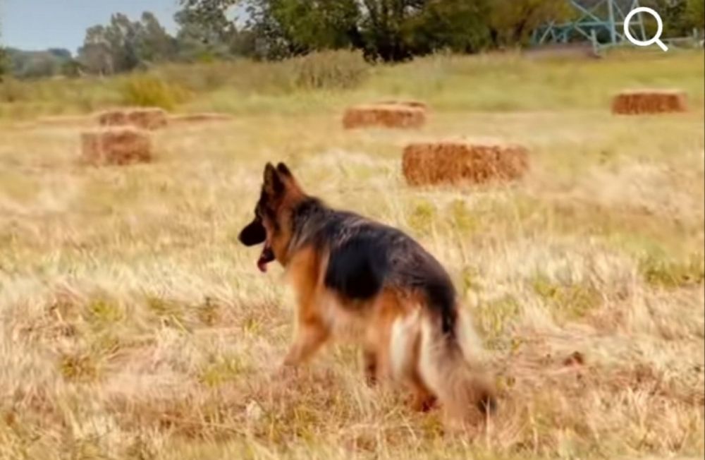 Цуценята німецької вівчарки