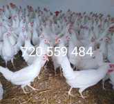 Kury nioski Leghorn Sendi 18 tyg.  młode.