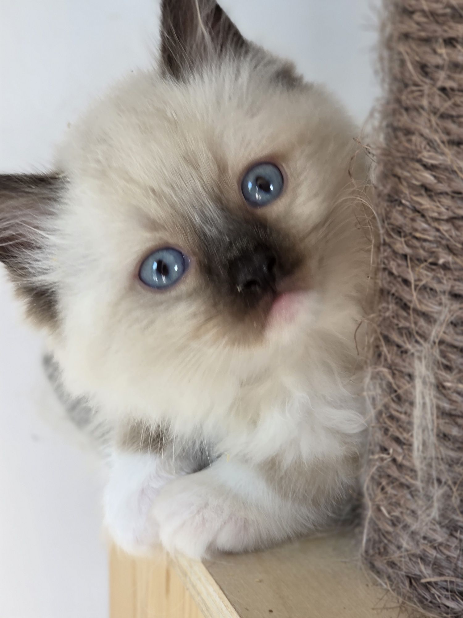 Kotka Ragdoll z rodowodem