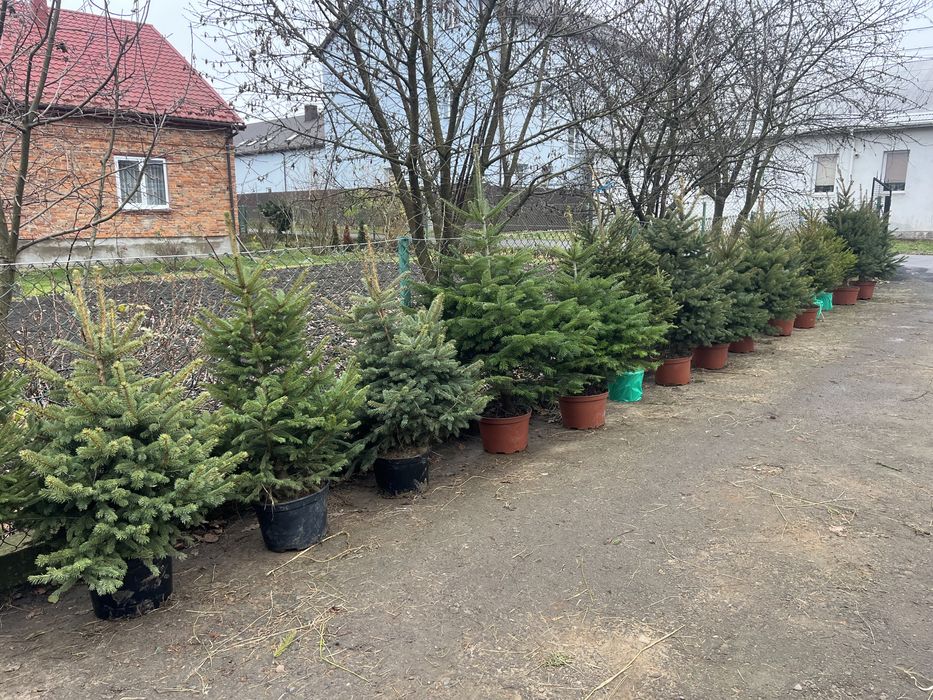 Ялинка в горшику. 1-2м.