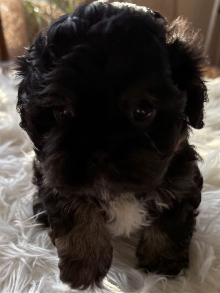 Piesek rasy shih tzu