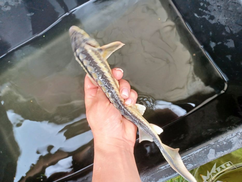 Sandacz 25cm+ i większe . Miętus, Jesiotr .