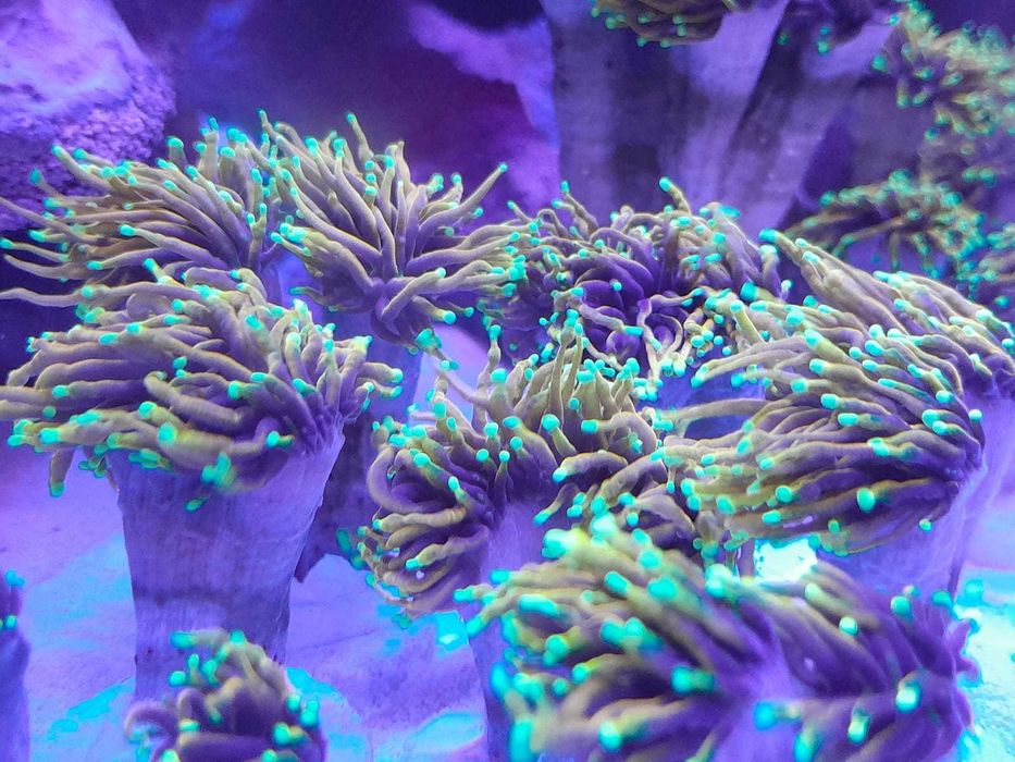 Euphyllia Grabrescens Hellfire