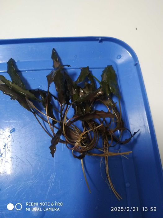 Aquário, plantas, escumador, iluminação,