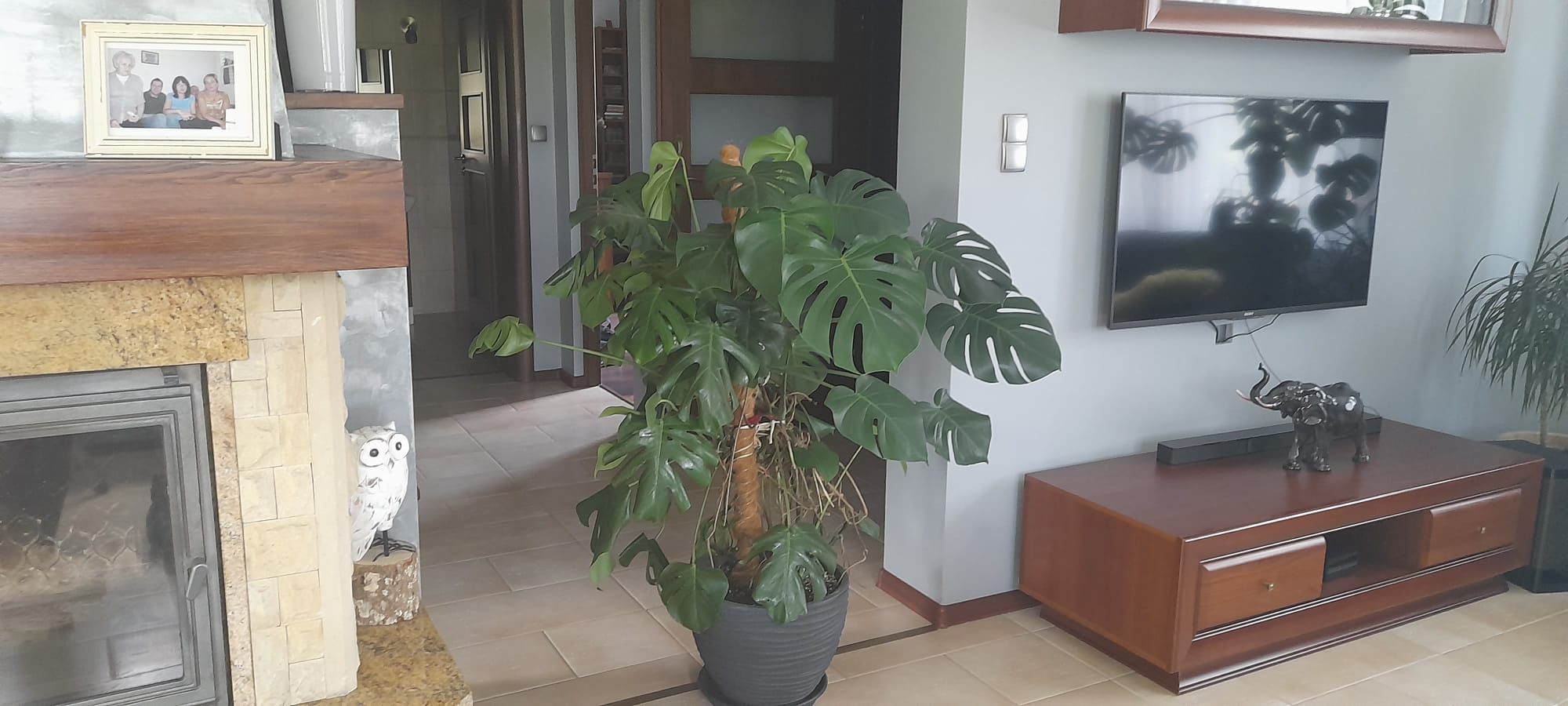 Kwiatek Filodendron Duży 140 cm Kwiat domowy