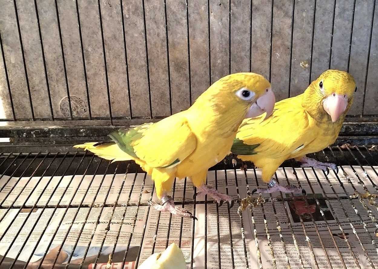 Papagaios, Arara Ararauna e Guarubas