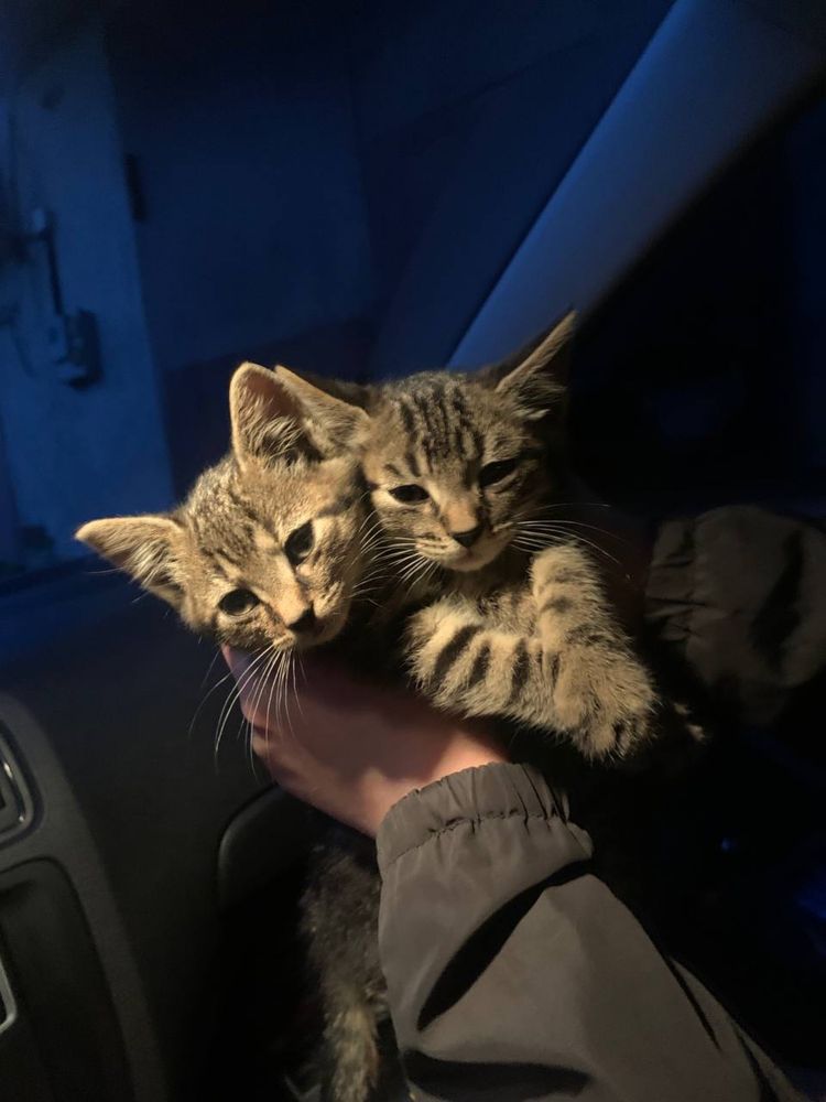 Віддаємо котиків в добрі руки