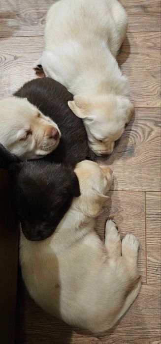 Продам породистых  щенков Лабрадора 3 месяца готовы к переезду