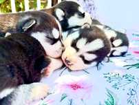 Szczeniak Siberian Husky rodowód ZKwP FCI Champion Puppy Pedigree