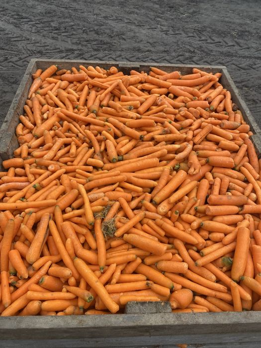 Marchew paszowa 50 groszy , kapusta paszowa