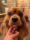 Cavalier King Charles Spaniel dorosly samiec/rep FCI