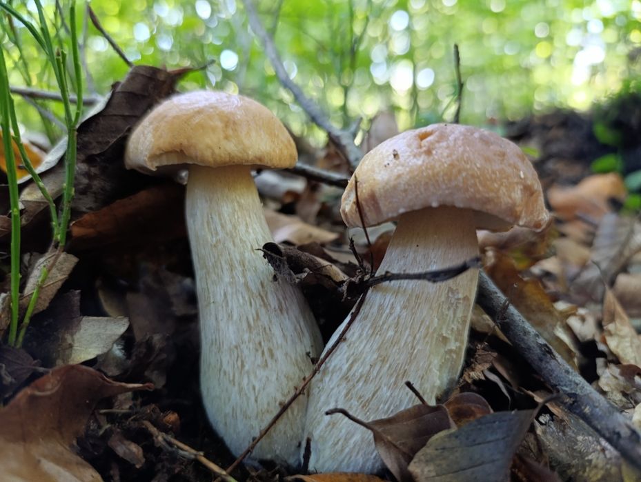 Grzyby świeże i suszone różne