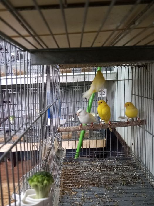 Vendo canários e 2 gaiolas