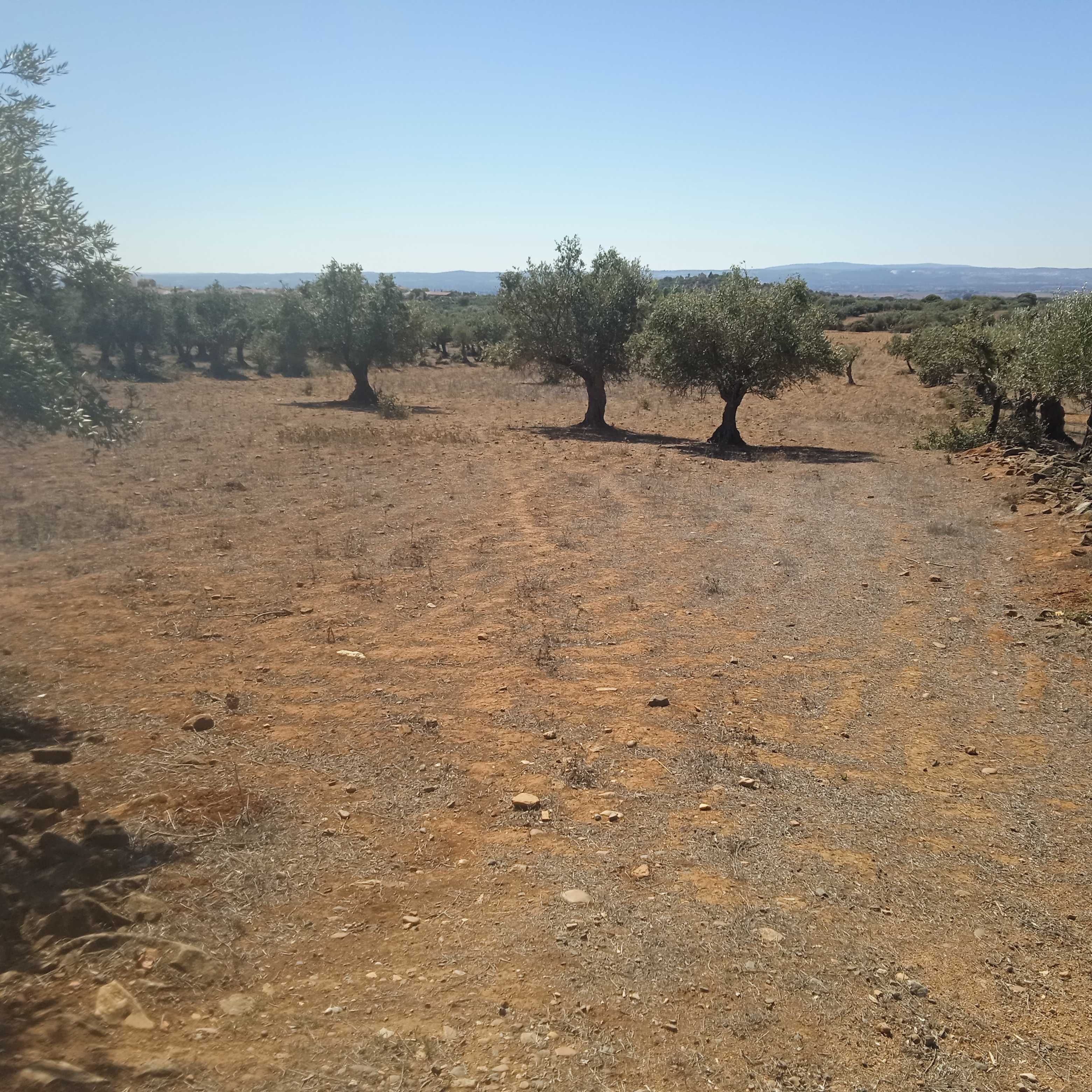 Propriedade/terreno em Vila Boim