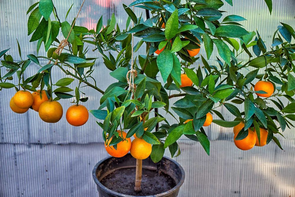 В продаже плодоносящие цитрусовые