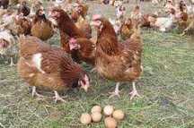 MŁODE KURY NIOSKI Leghorn Z DOWOZEM .Ferma Drobiu KUR z wolnegowybiegu