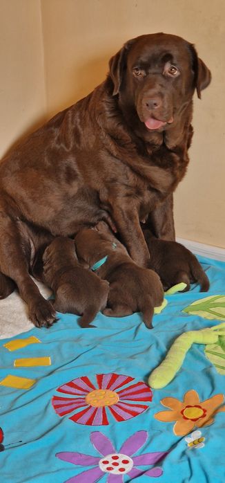 Labrador retriever szczeniaki z rodowodem