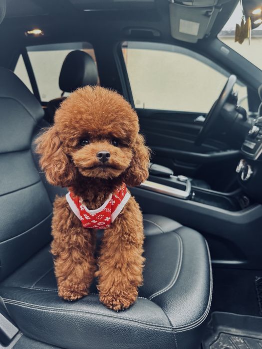 Вязка той пудель тикап Китай