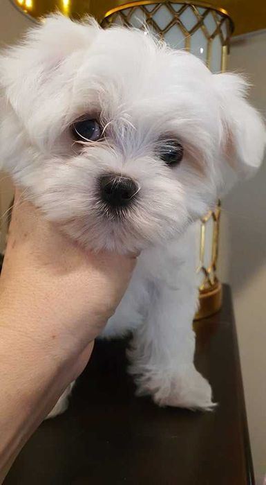 Maltańczyk Piesek**Mini** do odboru.