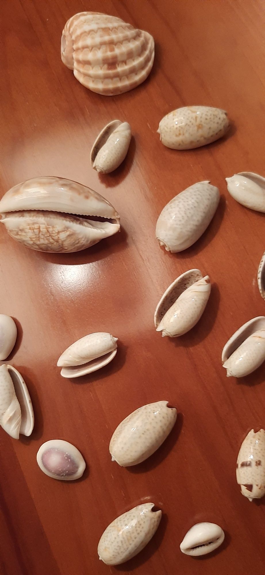 Conchas búzios decoração