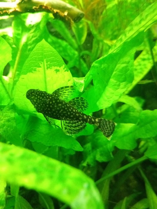 Glonojady. Zbrojnik niebieski