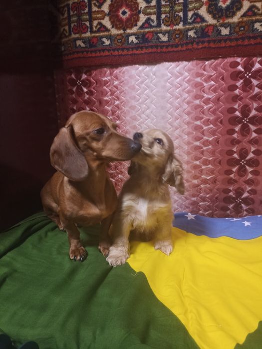 Кокер спаніель хлопчик