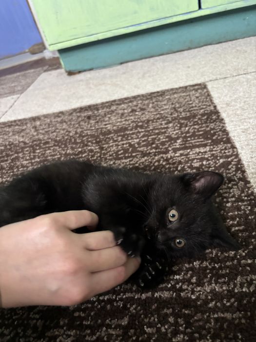 Кошенята котики 8 тижнів