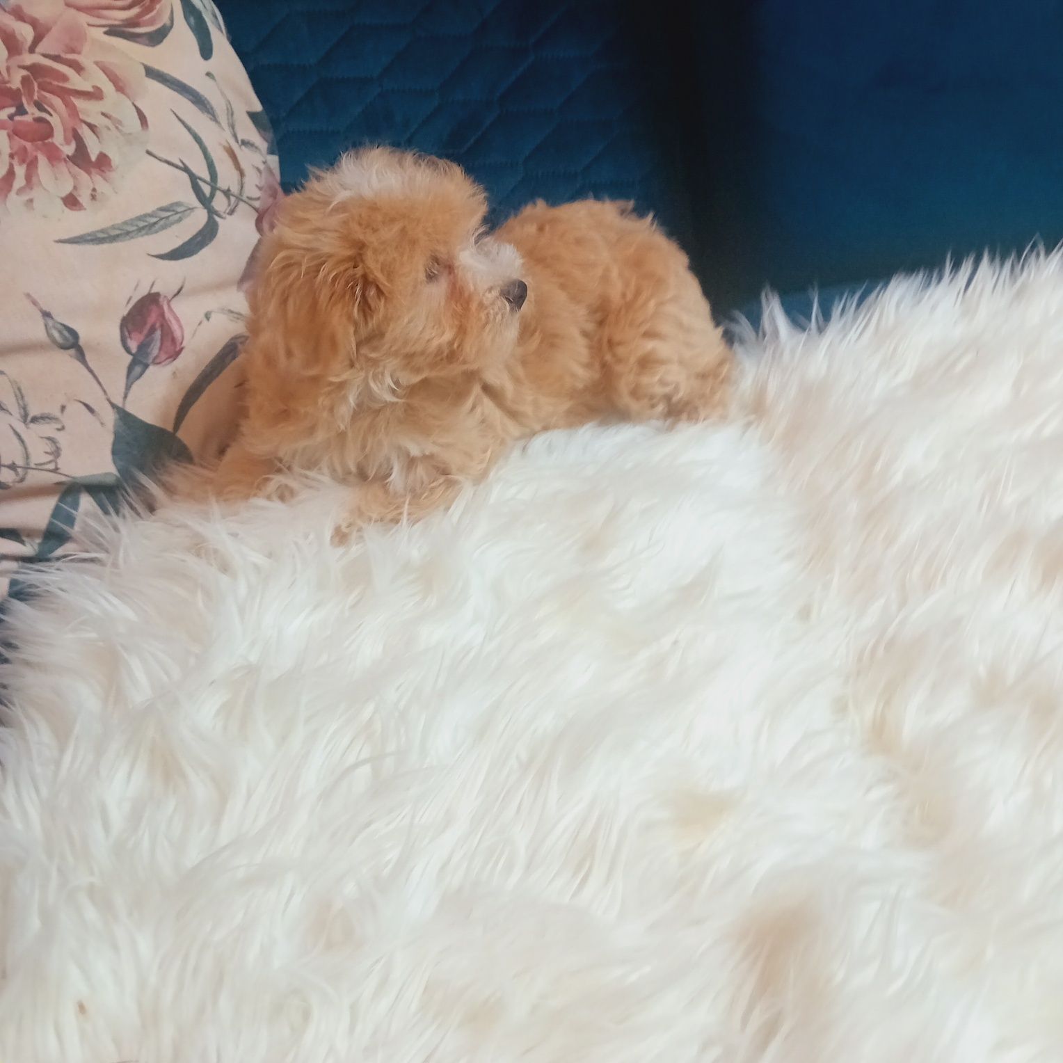 Maltipoo, maltańczyk &pudel toy suczka ,kąplet szczepień