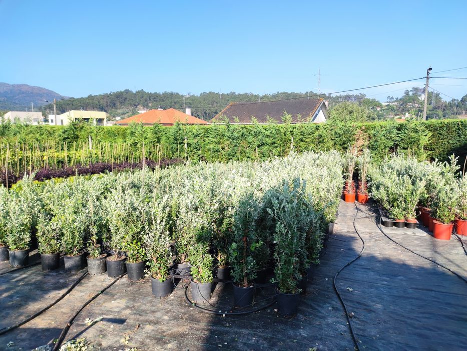 Metrosideros Excelsa - 50CM/80CM/100CM/150CM/200CM