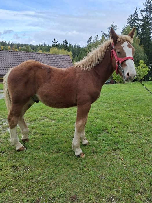 Sprzedam ogierka zimnokrwistego