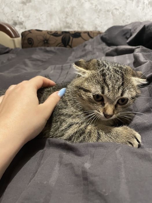 Висловухі кошенята шукають дім