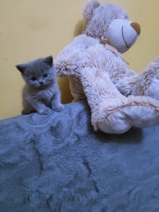 Kocurek Brytyjski niebieski