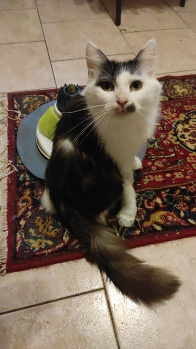 Kotka Calineczka do adopcji