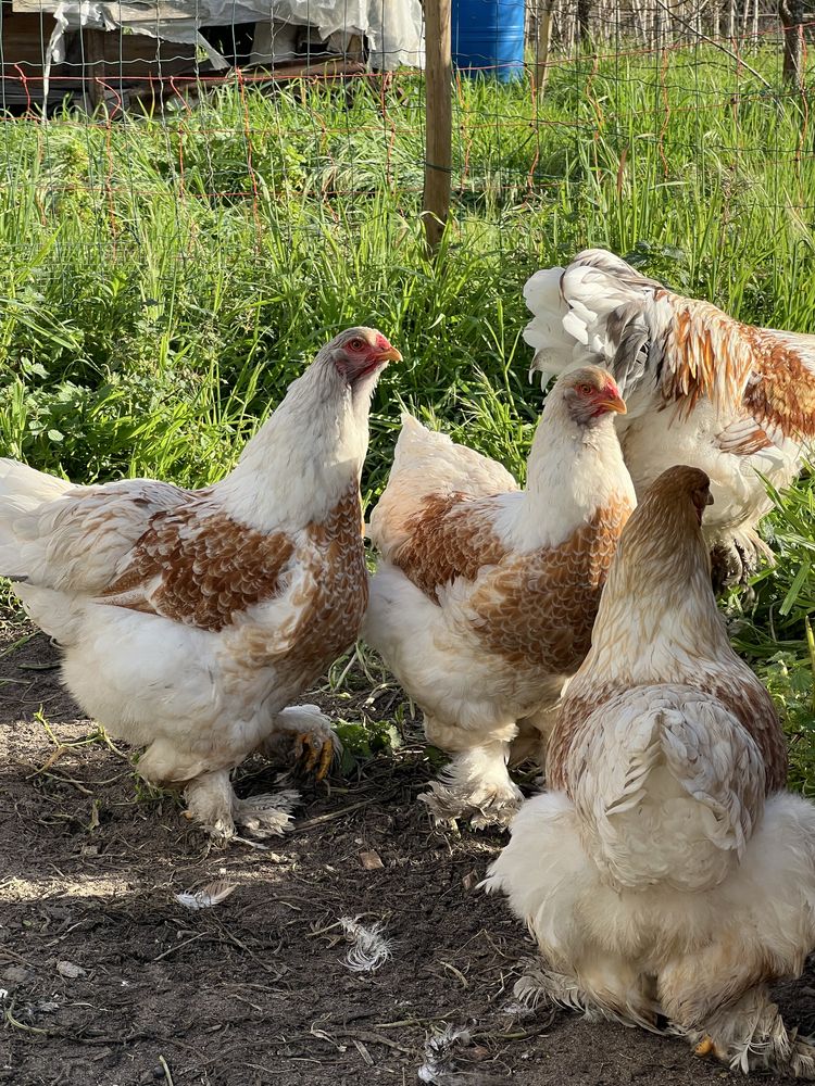 Ovos brahma red pyle
