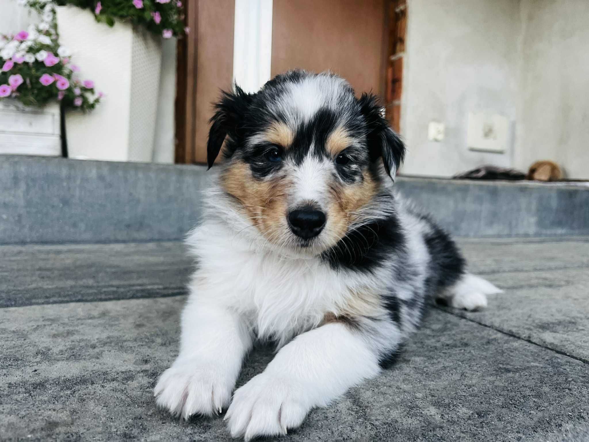 Szczeniak samiec Owczarek szkocki długowłosy - Collie