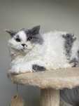 Kotka Gala selkirk rex