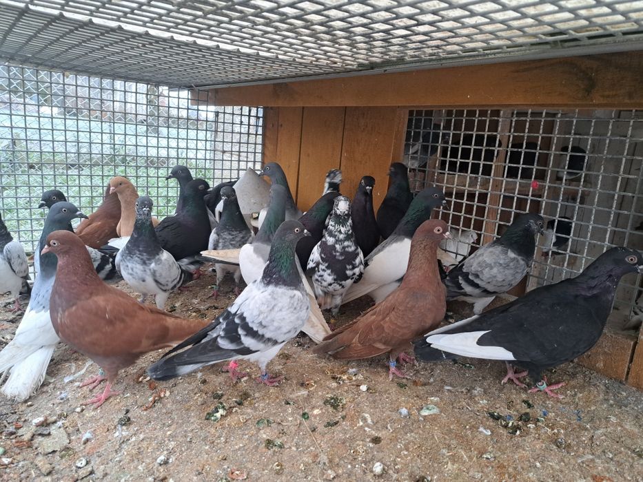 Gołębie lotne deresze czaposze wyszfance