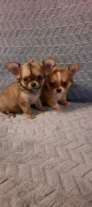 Chihuahua pieski i suczkasucha miniaturki