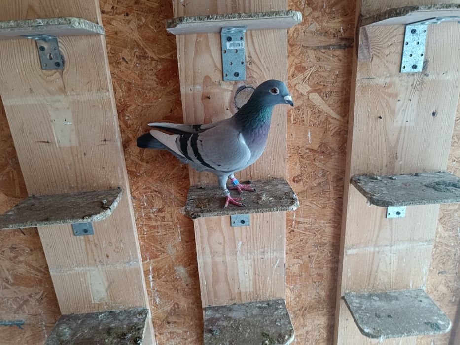 Sprzedam Samice Elektro x Porsche Gołębie Pocztowe