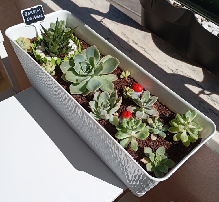 Jardins de suculentas