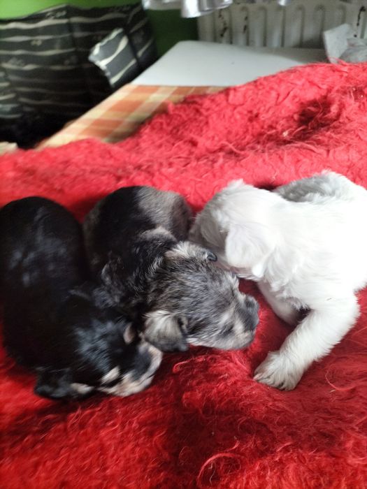 Sznaucer miniaturowy