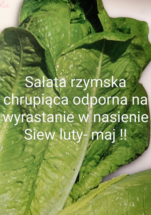 Fasolnik czerwony włoski Fasola 60 cm tyczna