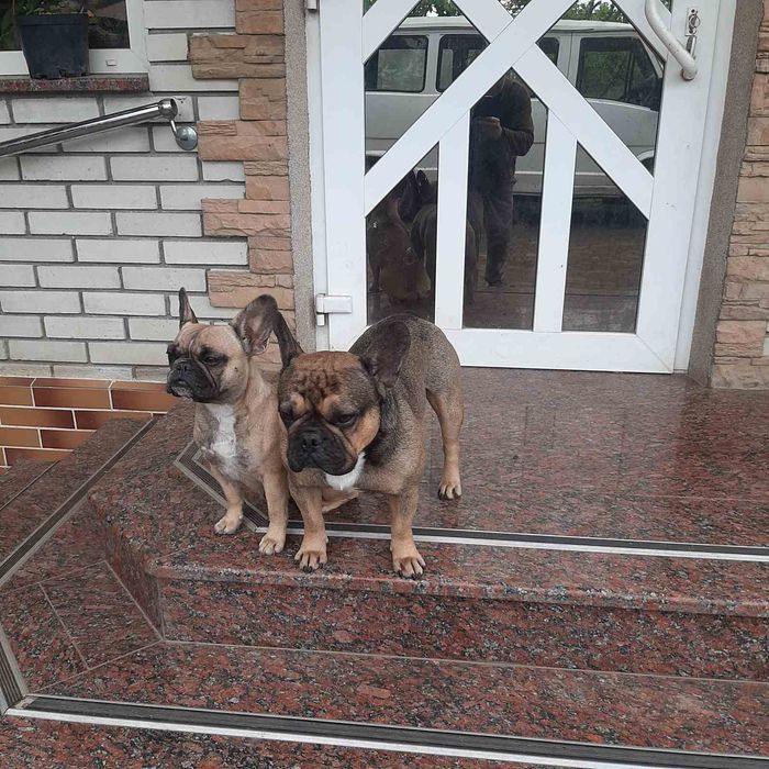 Французький бульдог в'язка