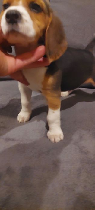 BEAGLE piesek gotowy do nowego domu