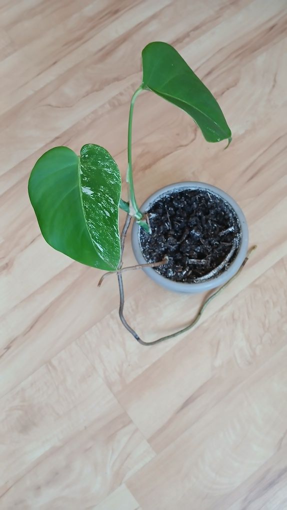 Monstera dziurawa variegata kolekcjonerska