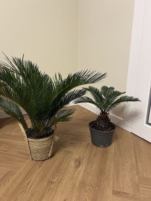 Цикас революта пальма