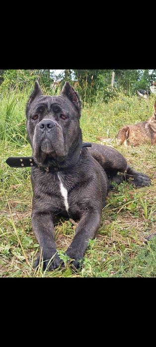 цуцики кане корсо