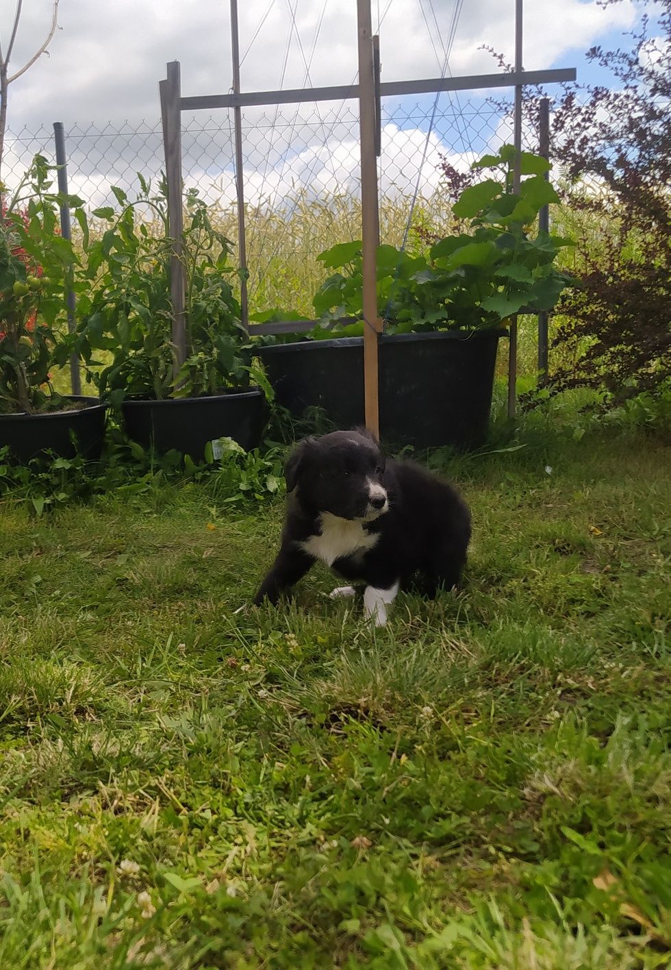 Border Collie - Czarno biały