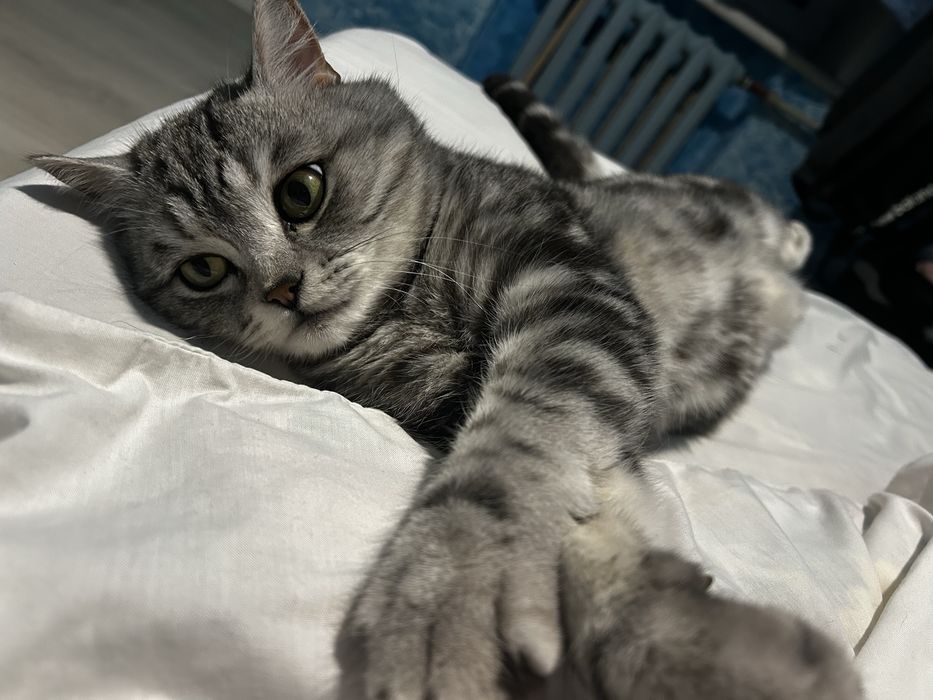 Вязка кота!Породистый