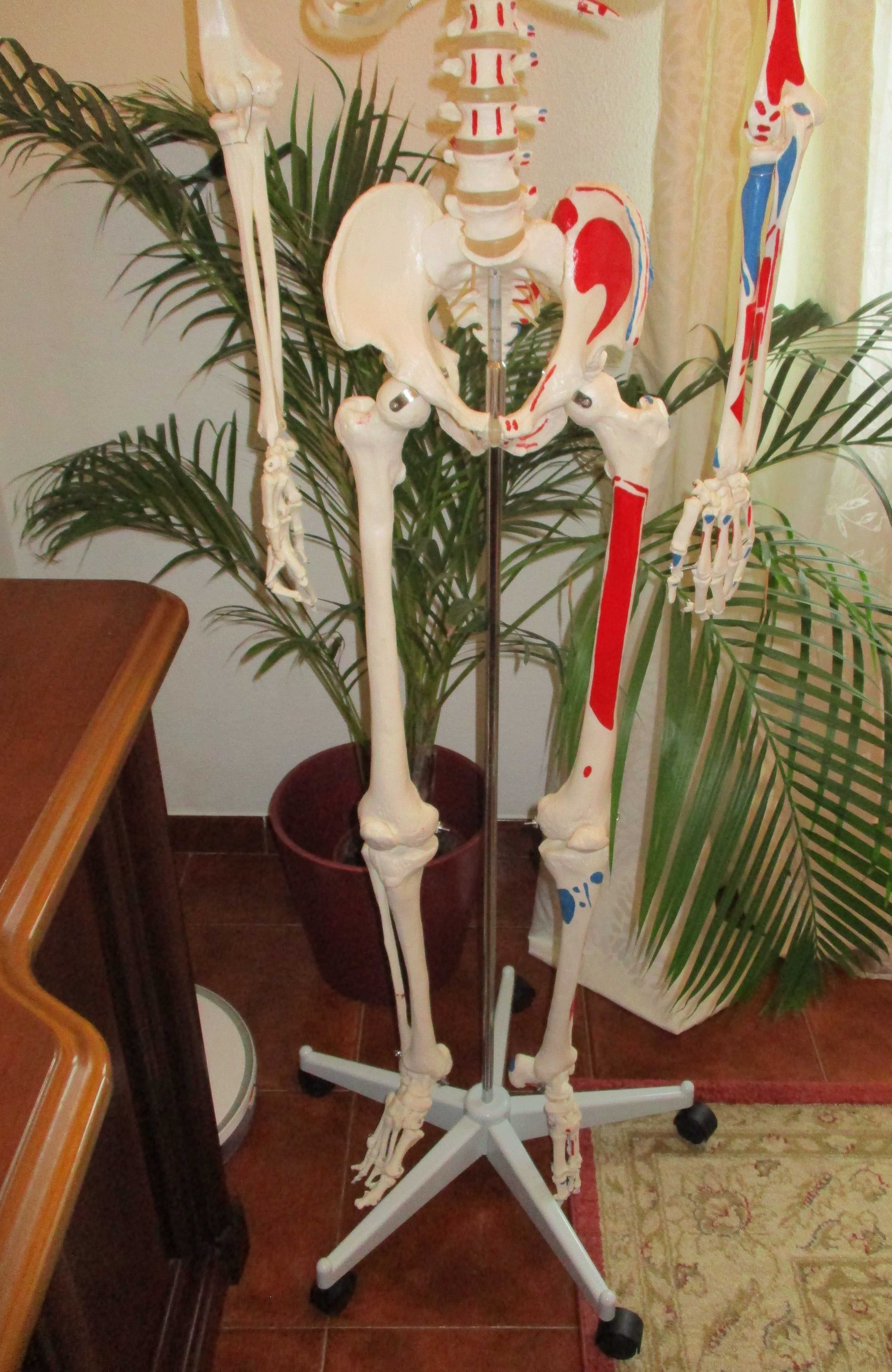 Esqueleto com Musculos e ossos – estudo saude e medicina